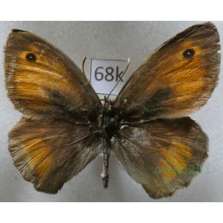 Maniola nurag Ghiliani, 1852 Italy, Sardinia68k